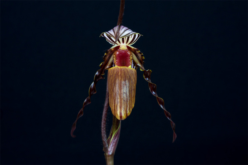 Paphiopedilum wilhelminae