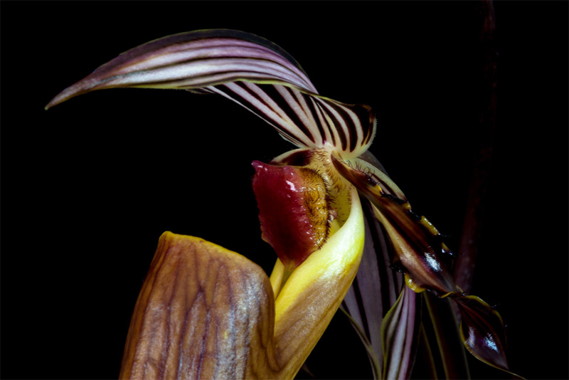 Paphiopedilum wilhelminae