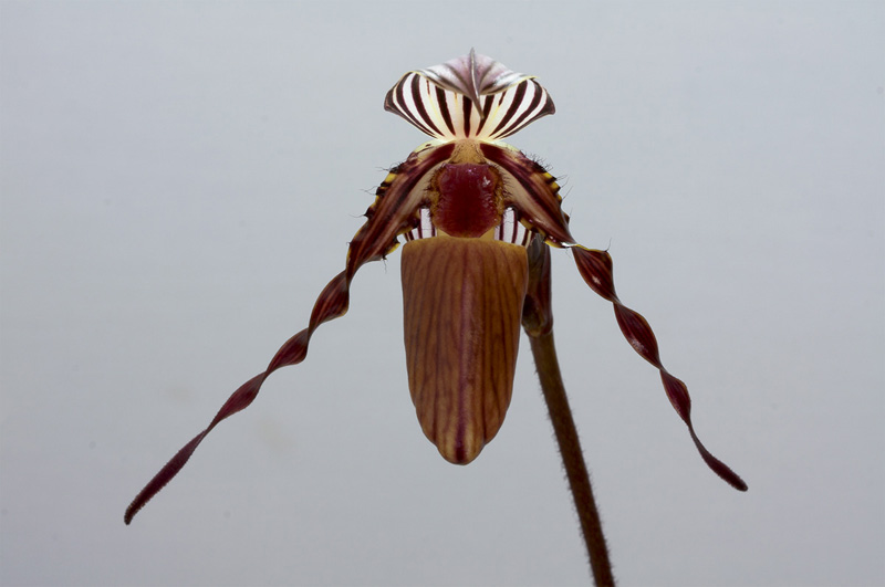 Paphiopedilum_wilhelminae6.jpg