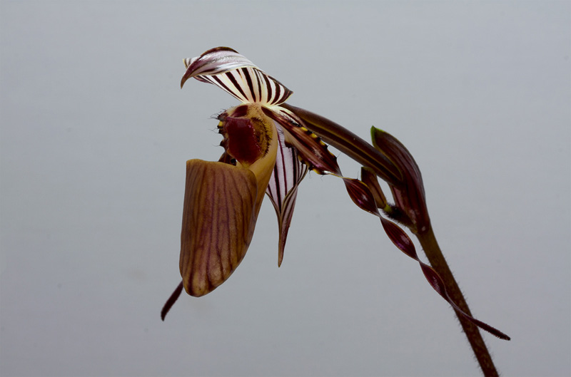 Paphiopedilum wilhelminae