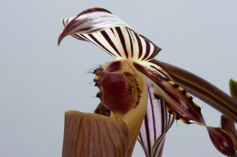 Paphiopedilum_wilhelminae8.jpg