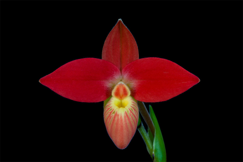 Phragmipedium besseae Dodson & J.Kuhn Phragmipedium_besseae.jpg