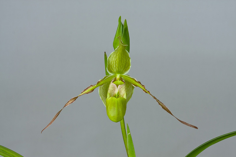 Phragmipedium_longifolium1.jpg