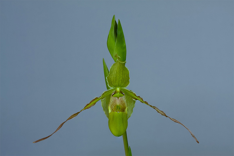 Phragmipedium longifolium