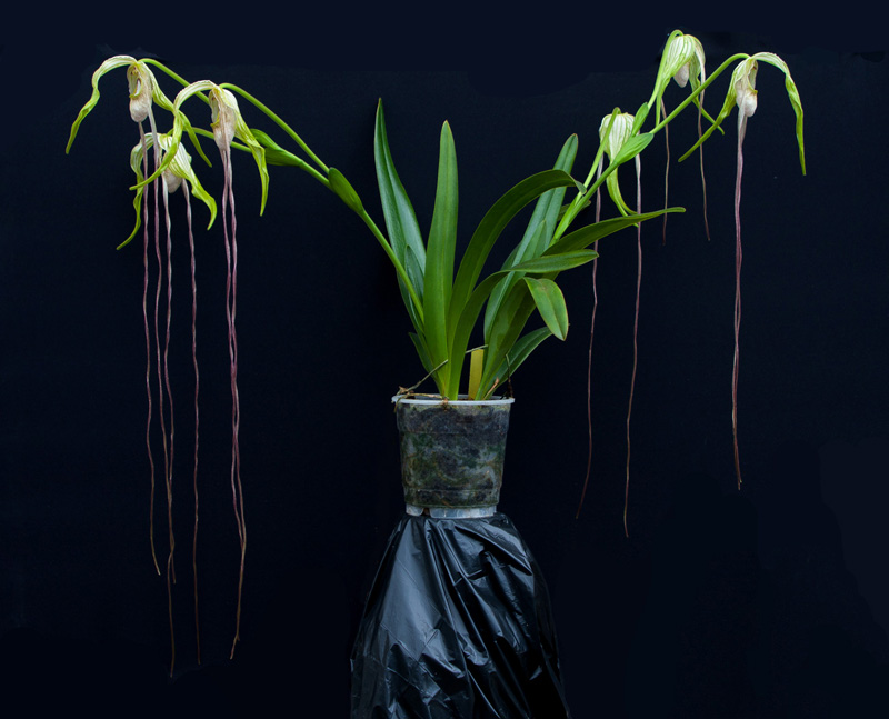 Phragmipedium warszewiczianum 