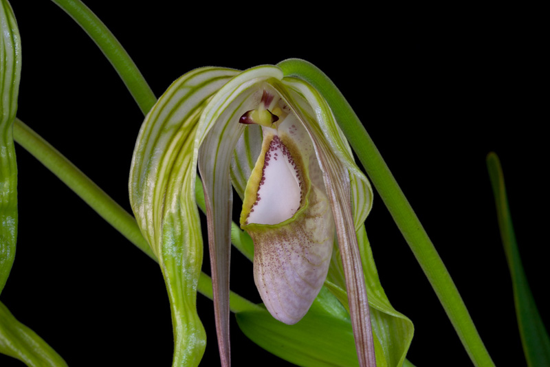 Phragmipedium warszewiczianum 