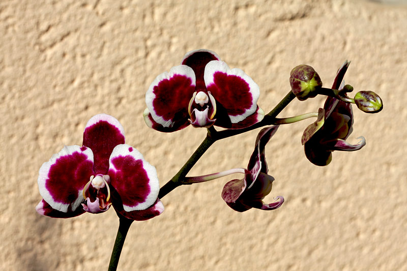 Phalaenopsis hybride type taïwanais