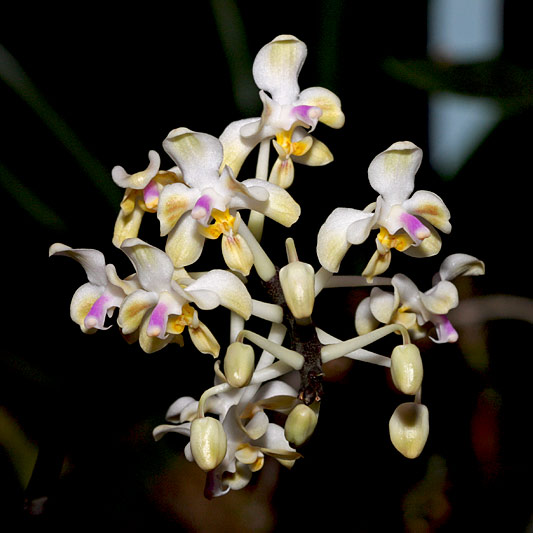 Phalaenopsis celebensis