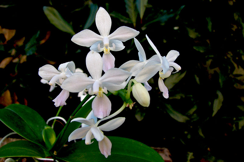 Phalaenopsis_equestris1.jpg