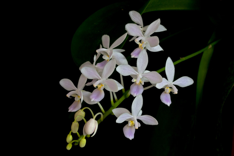 Phalaenopsis equestris f. albescens