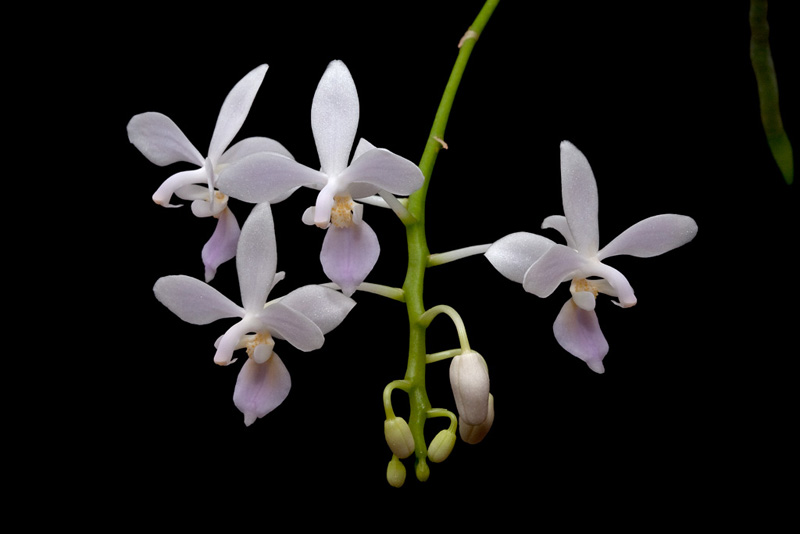 Phalaenopsis equestris f. albescens