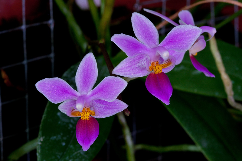 Phalaenopsis_equestris8.jpg