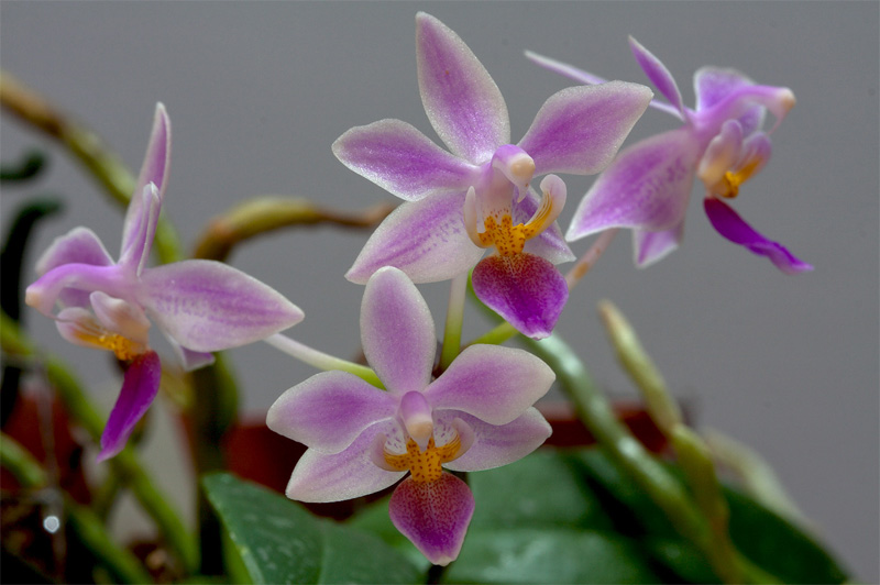 Phalaenopsis equestris