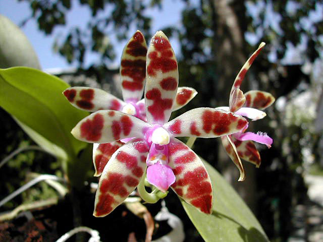 Phalaenopsis_lueddemanniana1.jpg