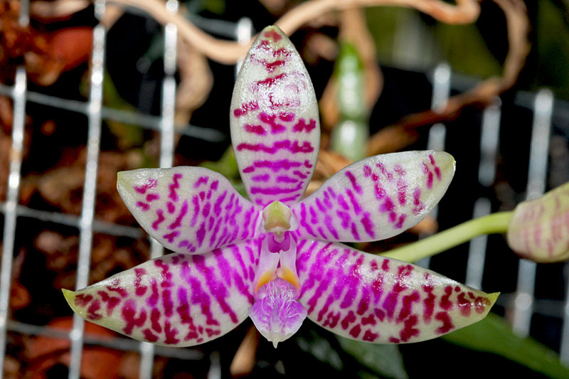 Phalaenopsis lueddemanniana