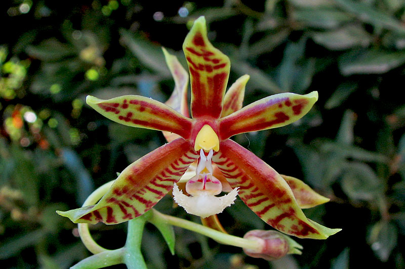 Phalaenopsis_mannii1.jpg