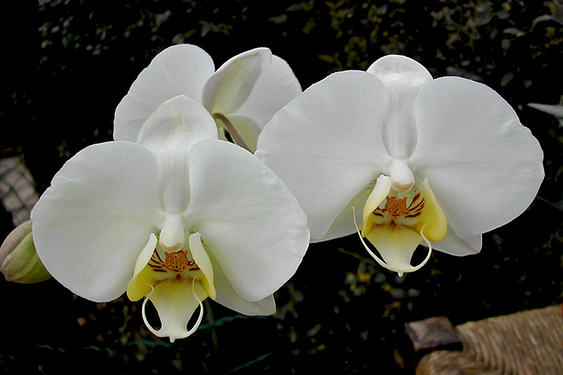 Phalaenopsis philippinensis