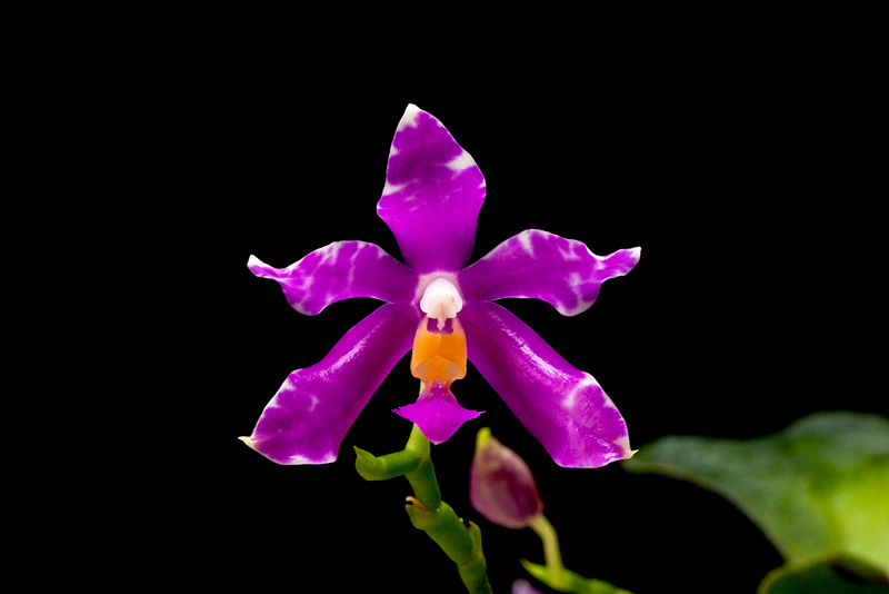 Phalaenopsis_pulchra1.jpg