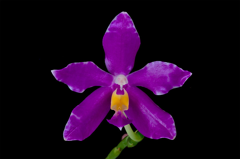 Phalaenopsis_pulchra2.jpg