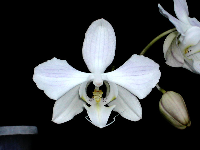 Phalaenopsis sanderiana