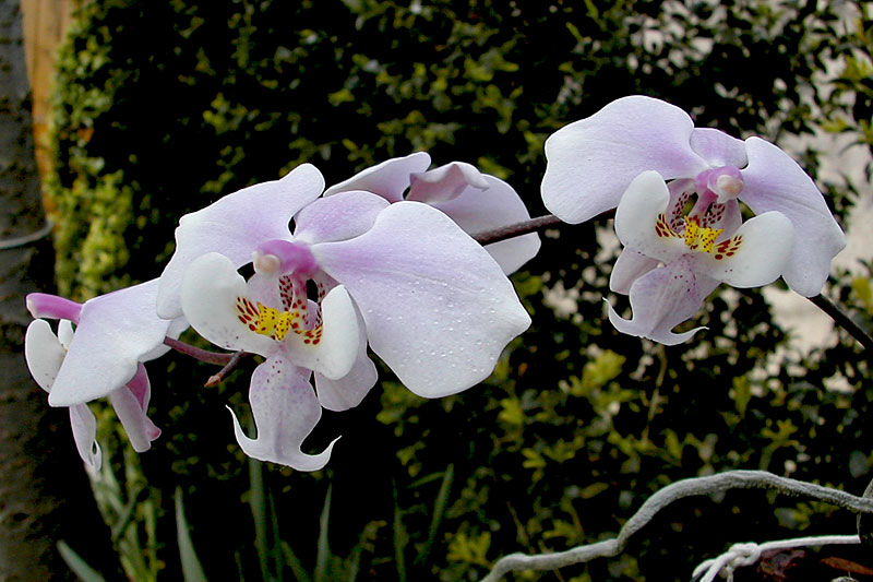 Phalaenopsis schilleriana Rchb.f. Phalaenopsis_schilleriana1.jpg