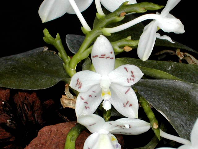 Phalaenopsis_speciosa1.jpg