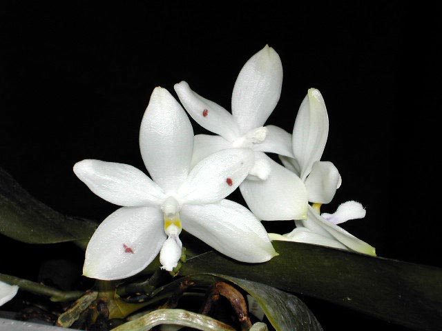 Phalaenopsis_speciosa2.jpg