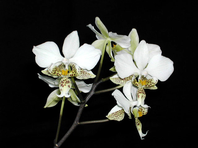 Phalaenopsis_startuania1.jpg