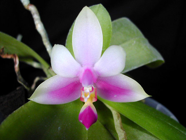 Phalaenopsis_violacea1.jpg