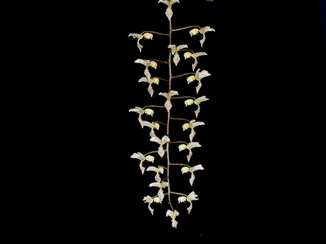 Gongora_truncata1.jpg