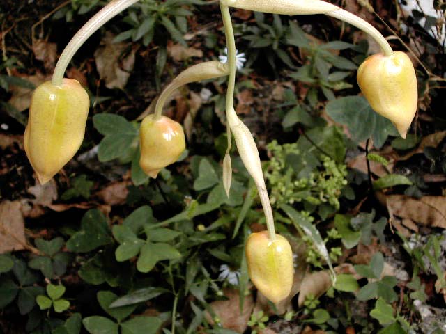 Stanhopea graveolens Lindl. Stanhopea_graveolens1.jpg