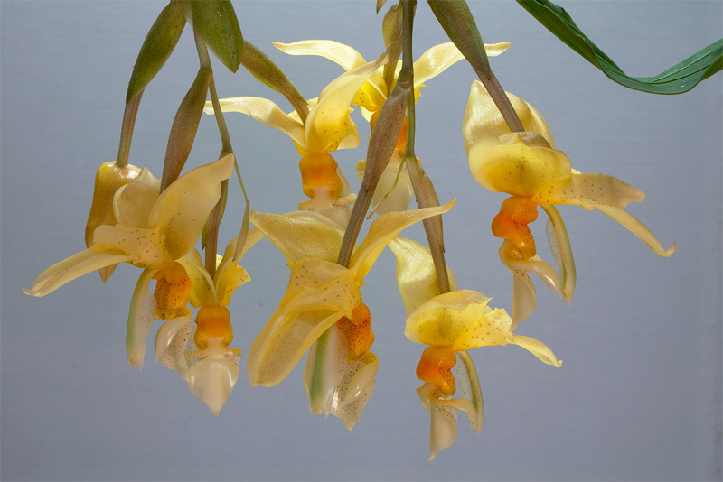 Stanhopea_graveolens10.jpg