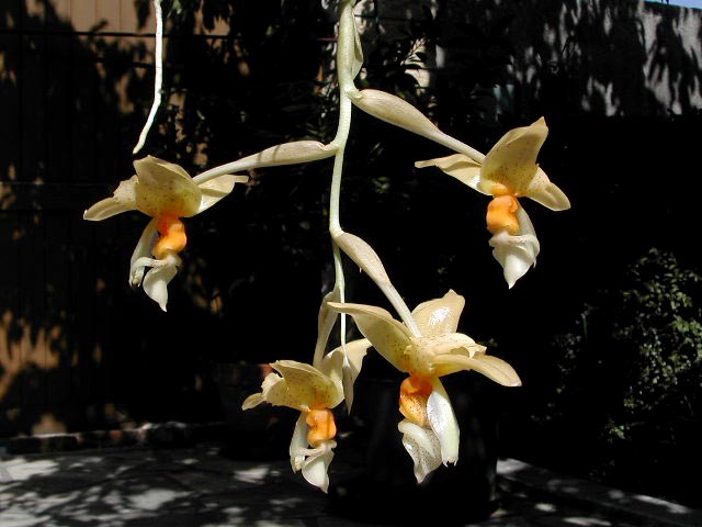 Stanhopea_graveolens2.jpg