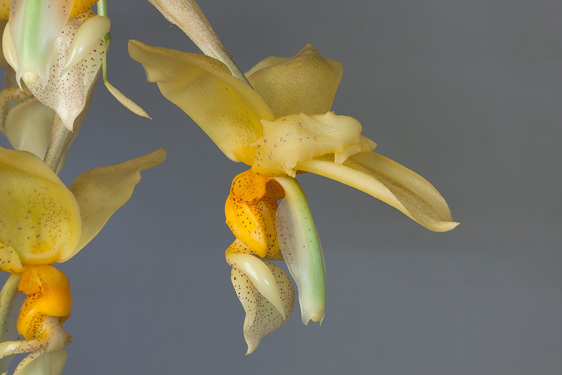 Stanhopea graveolens