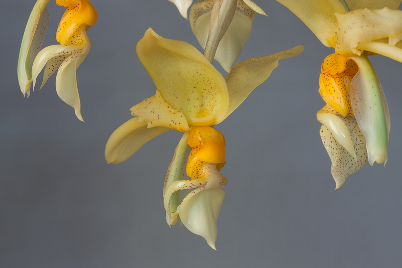 Stanhopea graveolens