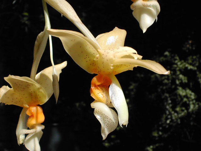 Stanhopea graveolens