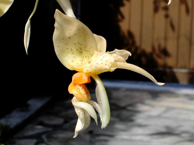 Stanhopea graveolens