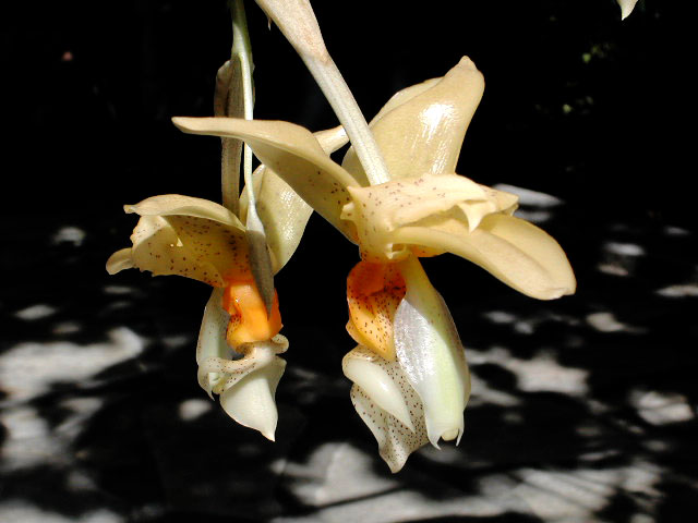 Stanhopea graveolens Lindl. Stanhopea_graveolens5.jpg