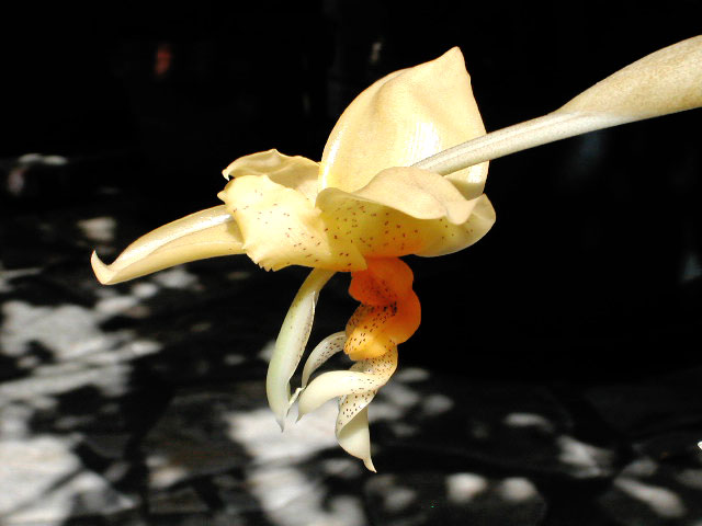 Stanhopea graveolens