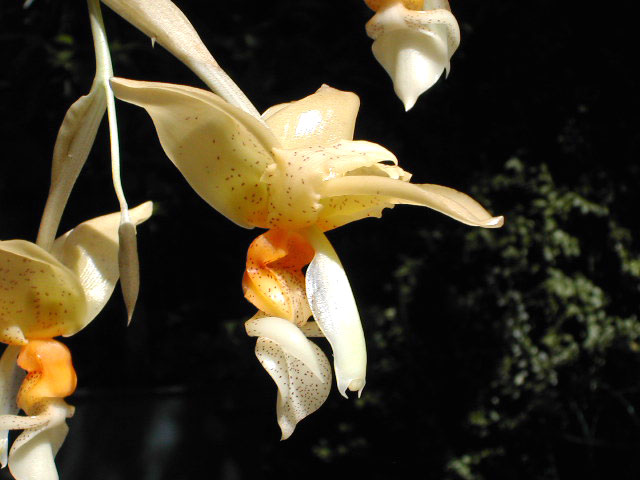 Stanhopea graveolens