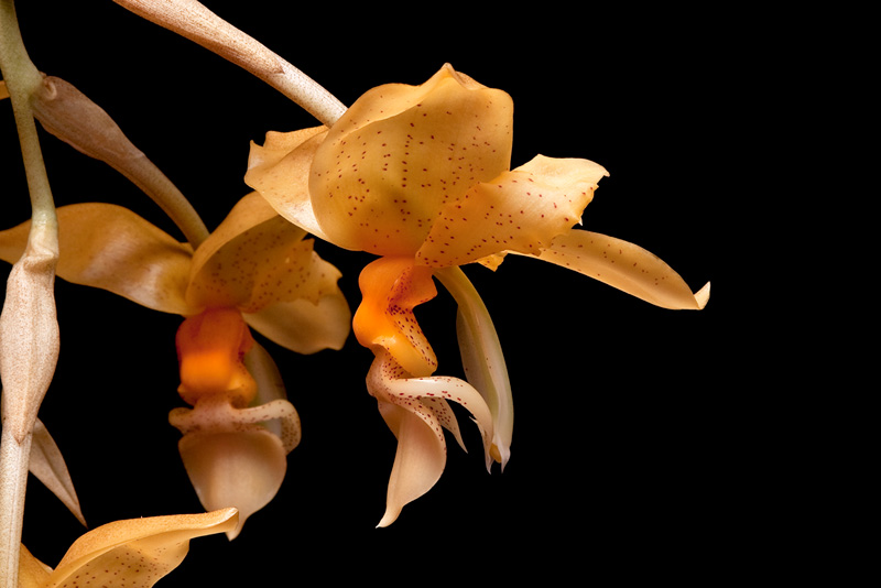 Stanhopea graveolens Lindl. Stanhopea_graveolens9.jpg