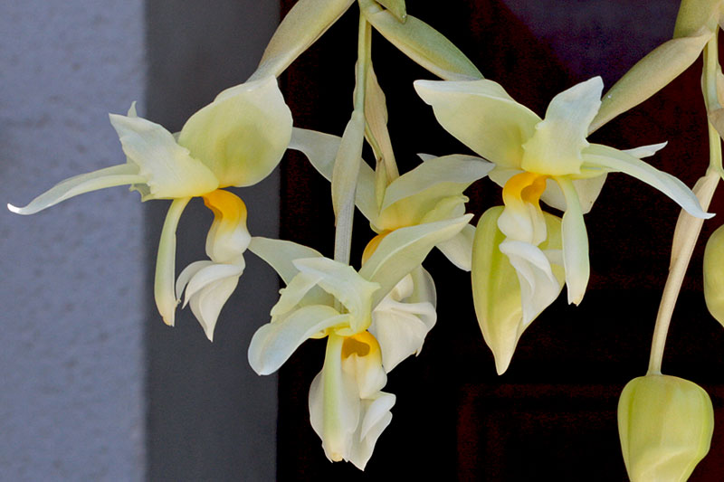 Stanhopea ruckeri