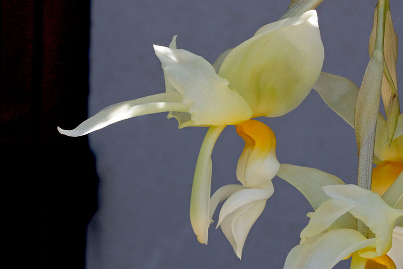 Stanhopea ruckeri