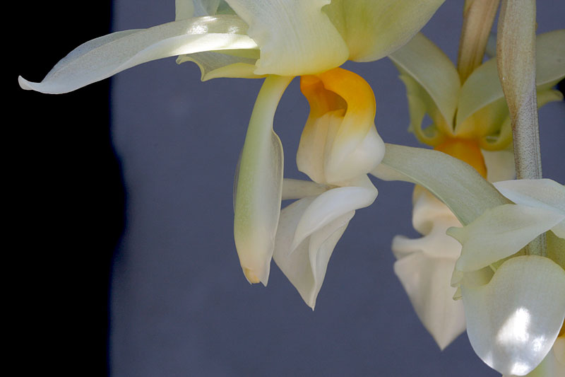 Stanhopea ruckeri