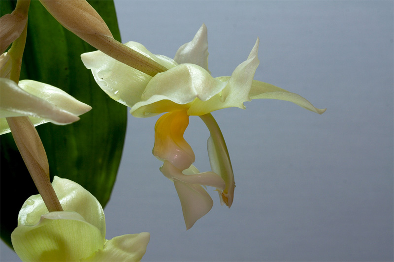 Stanhopea ruckeri