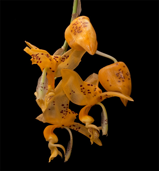 Stanhopea_jenishiana1.jpg