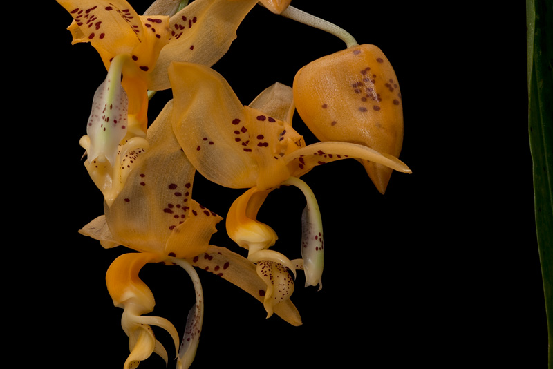 Stanhopea_jenishiana2.jpg