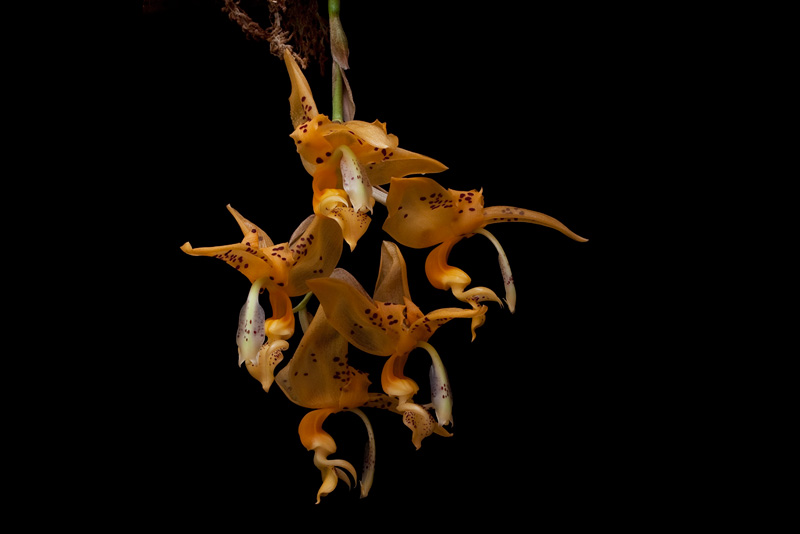 Stanhopea jenischiana