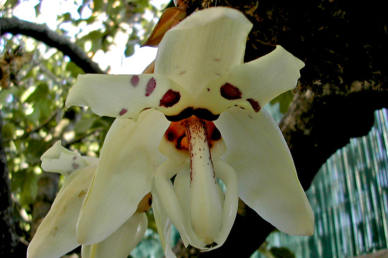 Stanhopea martiana