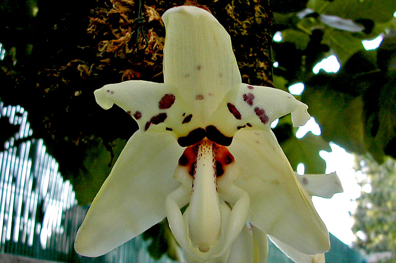 Stanhopea martiana Bateman ex Lindl. Stanhopea_martiana2.jpg